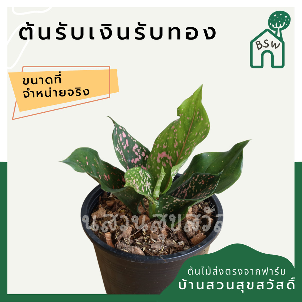 มุมมอง 3