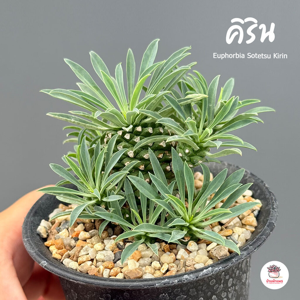 คิริน Euphorbia Sotetsu Kirin แคคตัส กระบองเพชร cactus&succulent