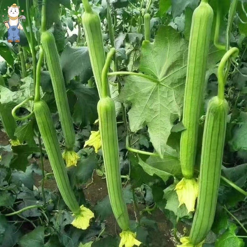 เมล็ดพันธุ์ บวบหอม เมล็ดบวบหอม 10 เมล็ด Patola Smooth Seeds ปลูกง่าย ผลผลิตสูง ปลูกง่าย อัตราการงอกสูง ง่าย ๆ