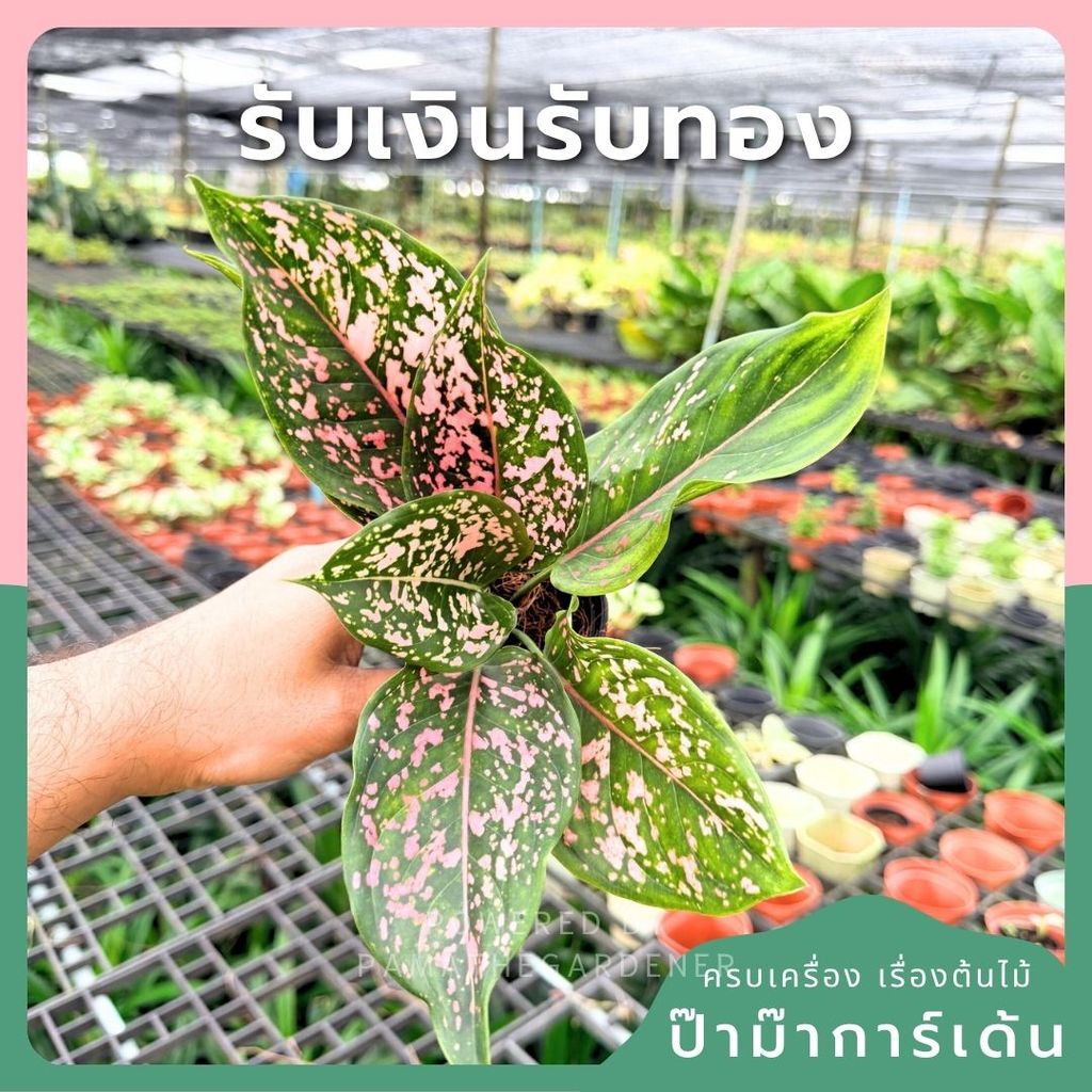 ต้นรับเงินรับทอง กระถางพร้อมตั้ง อโกลนีมา Aglonema sp.