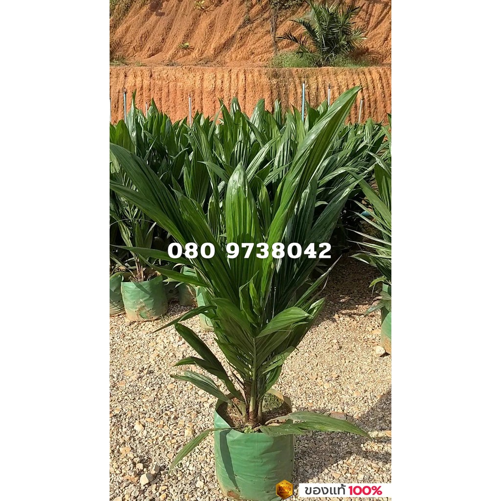 กล้าปาล์ม,ท็อปเทเนอร่า,พันธุ์แท้100%🌴 ⭐⭐⭐⭐⭐ โทร 098 0130425