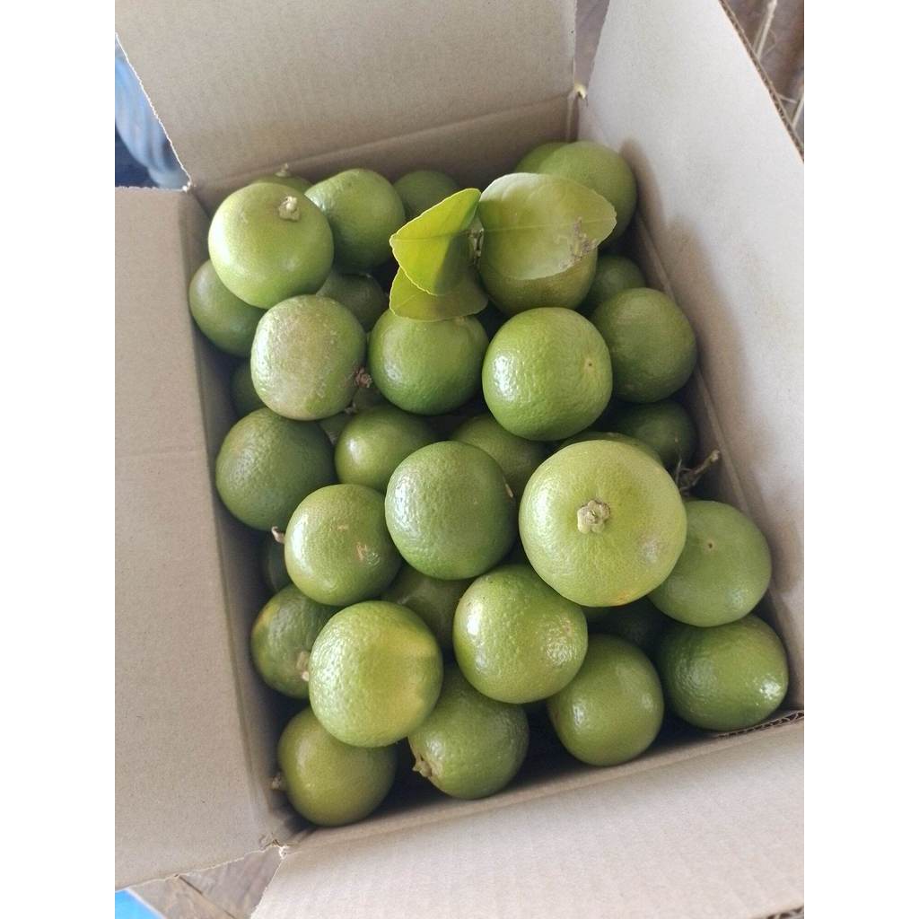 มะนาวแป้นสดลูกใหญ่ 500 กรัม - รูปที่ 2