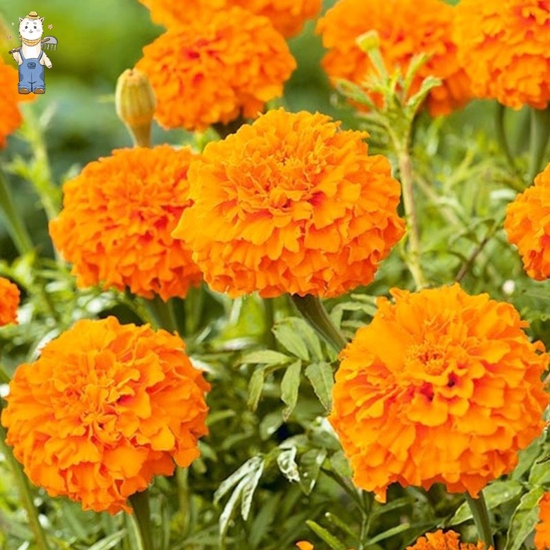 150 เมล็ด ดอกดาวเรือง Marigold Flower Seeds for planting สายพันธุ์ การปลูกแบบมีประสิทธิภาพสูง flower plants-PPOP SEEDS