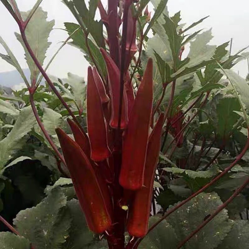 Red Okra Seeds  เมล็ดพันธุ์กระเจี๊ยบฝักแดง 20 เมล็ด - อัตรางอกสูง ปลูกง่าย - รูปที่ 5