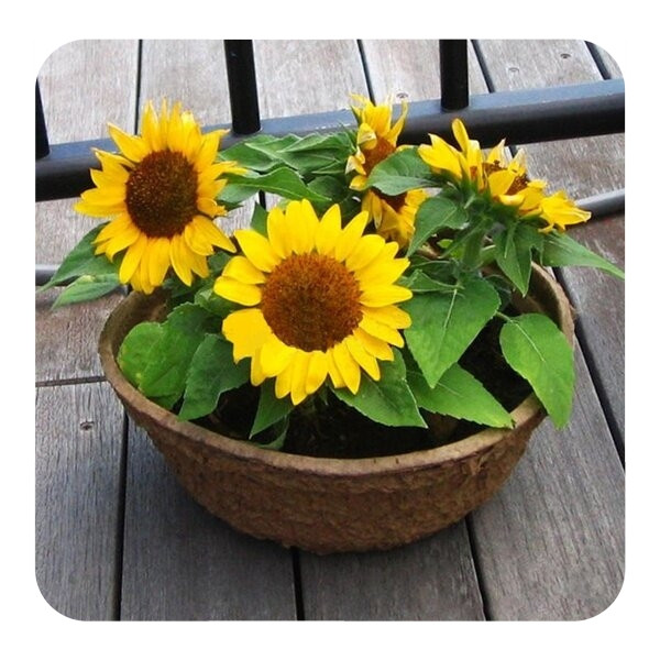 เมล็ดพันธุ์ดอกทานตะวันสำหรับปลูก 50 เมล็ด – ดอกไม้สวนงาม ปลูกง่าย โตเร็ว SUNFLOWER seeds for planting