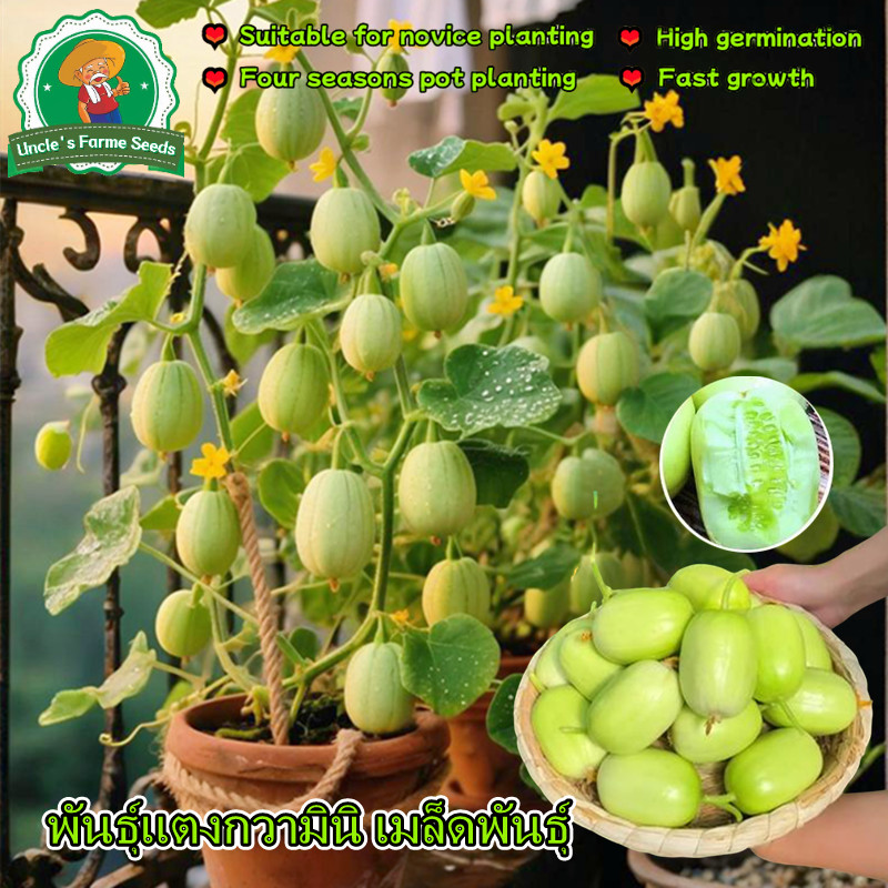 เมล็ดพันธุ์แตงกวาไขไก่ เมล็ดแตงกวามินิ 10เมล็ด แตงกวาจิ๋ว High Yield Jade Girl Mini Cucumber Seeds Vegetable Seeds - รูปที่ 3
