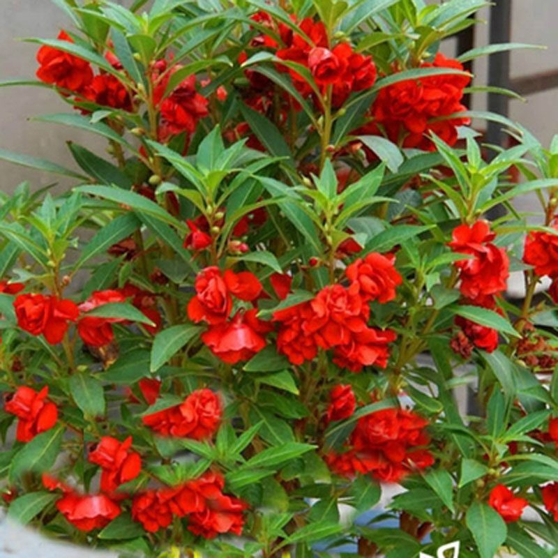 Colorful Impatiens Seeds  เมล็ดพันธุ์ดอกอินแพเชียนส์คละสี 100 เมล็ด - ปลูกง่ายในกระถางและประดับระเบียง