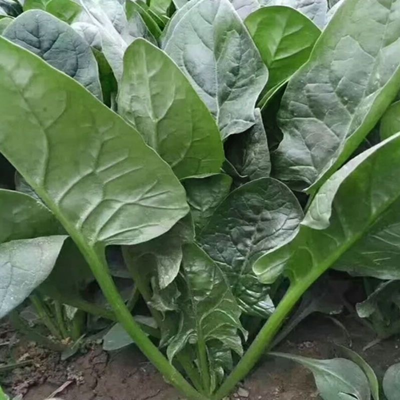 Spinach Green Seeds ผลผลิตสูง ปวยเล้ง ไจแอ้นท์โนเบล 100 เมล็ด   ผลผลิตสูงแท้ นำเข้าจากต่างประเทศ ปลูกผัก ผลผลิตสูง - รูปที่ 3