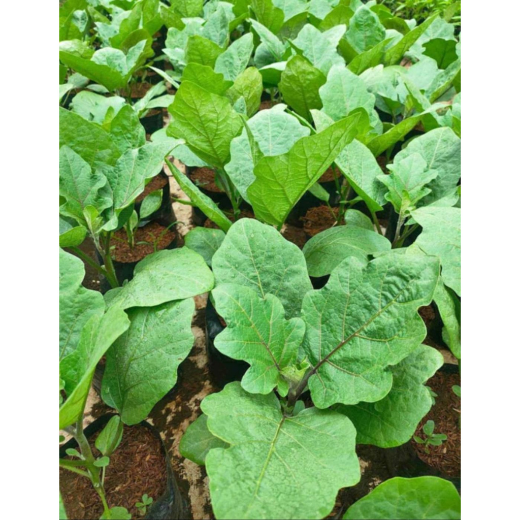 100เมล็ด ขั้วและผมสีม่วงดำ EGGPLANT SEEDS เมล็ดมะเขือยาวสีม่วง เมล็ดมะเขือยาวสีดำ ผลผลิตสูง - รูปที่ 4