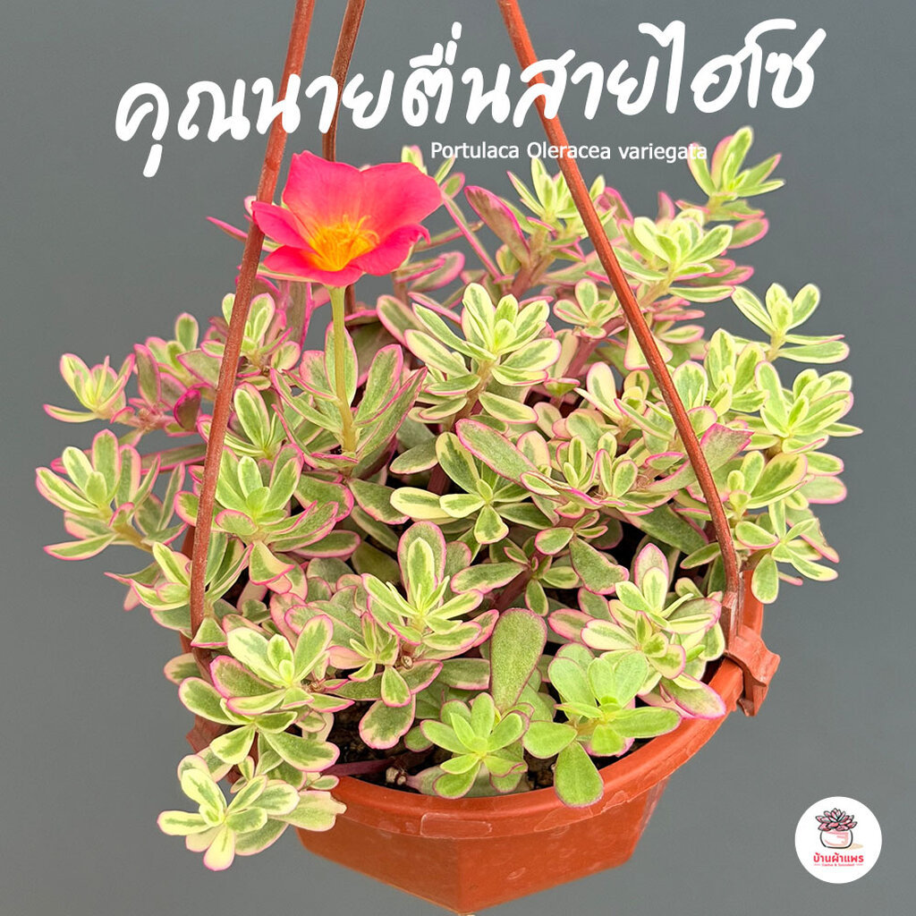 รวมคุณนาย Portulaca Mix ไม้อวบน้ำ กุหลาบหิน แคคตัส กระบองเพชร cactus&succulent