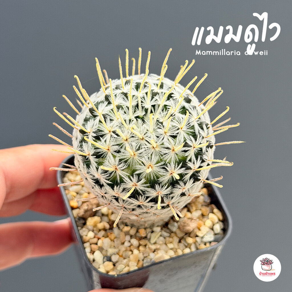 แมมดูไว Mammillaria duwei แคคตัส กระบองเพชร cactus&succulent