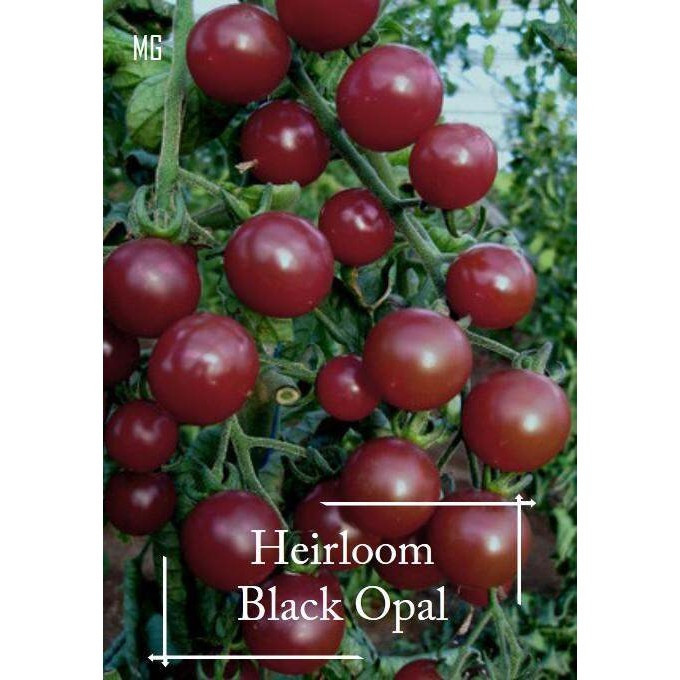 Heirloom Black Opal Cherry Tomato Seeds - 30 เมล็ด *กระถางที่เป็นมิตร* Tanam Pasu, Benih Tomato Hita