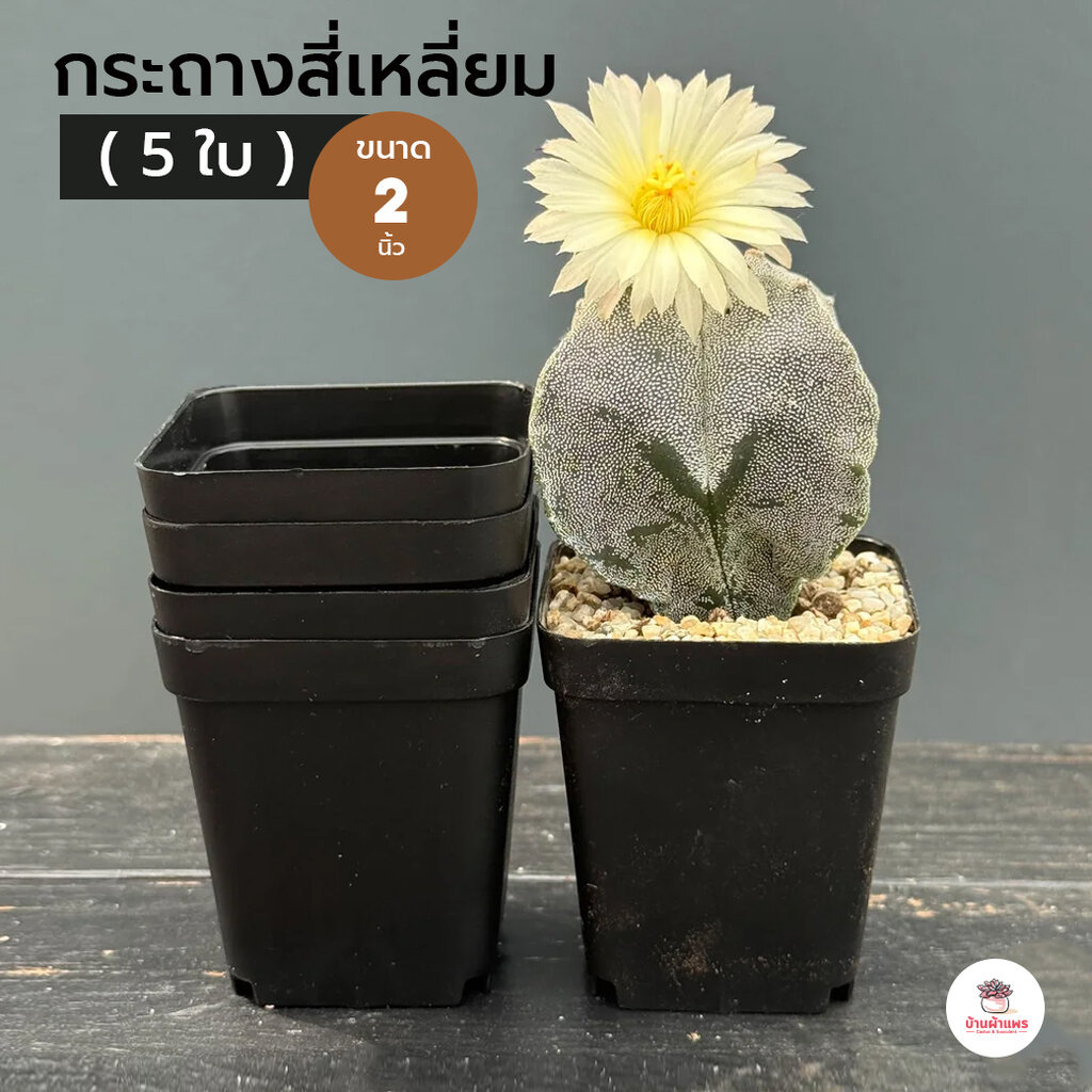 [ 5 ใบ ] กระถางสี่เหลี่ยม 2 นิ้ว ทรงสูง #F5560 กระถางพลาสติก แคคตัส กระบองเพชร ไม้อวบน้ำ Cactus&Succulent ราคา ถูกที่สุด ดีลบีเคเค