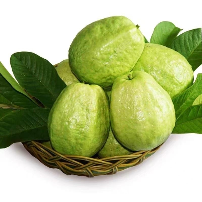 เมล็ดพันธุ์ ฝรั่ง เมล็ดฝรั่ง บรรจุ 50 เมล็ด (Guava Seeds for Planting)  Guava Tree Fruit Seeds