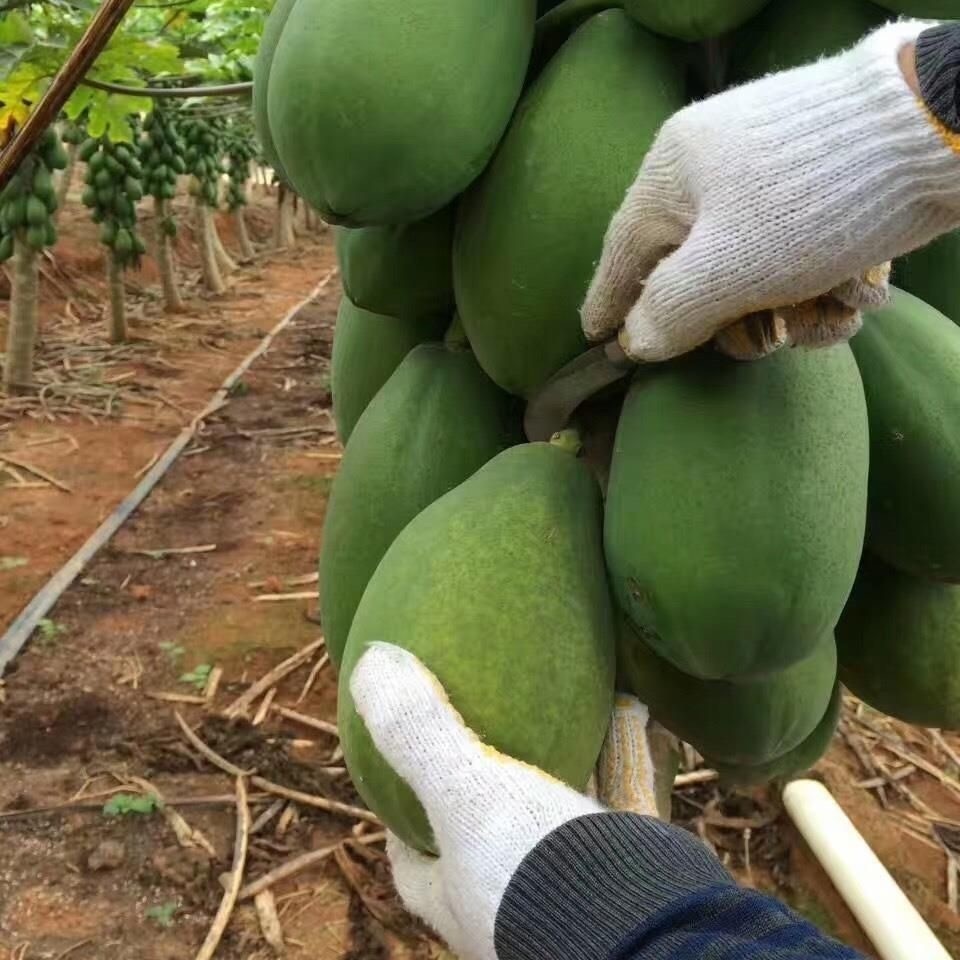 มเมล็ด มะละกอ พันธุ์ ( Papaya Seeds for Planting ) บรรจุ 20 เมล็ด