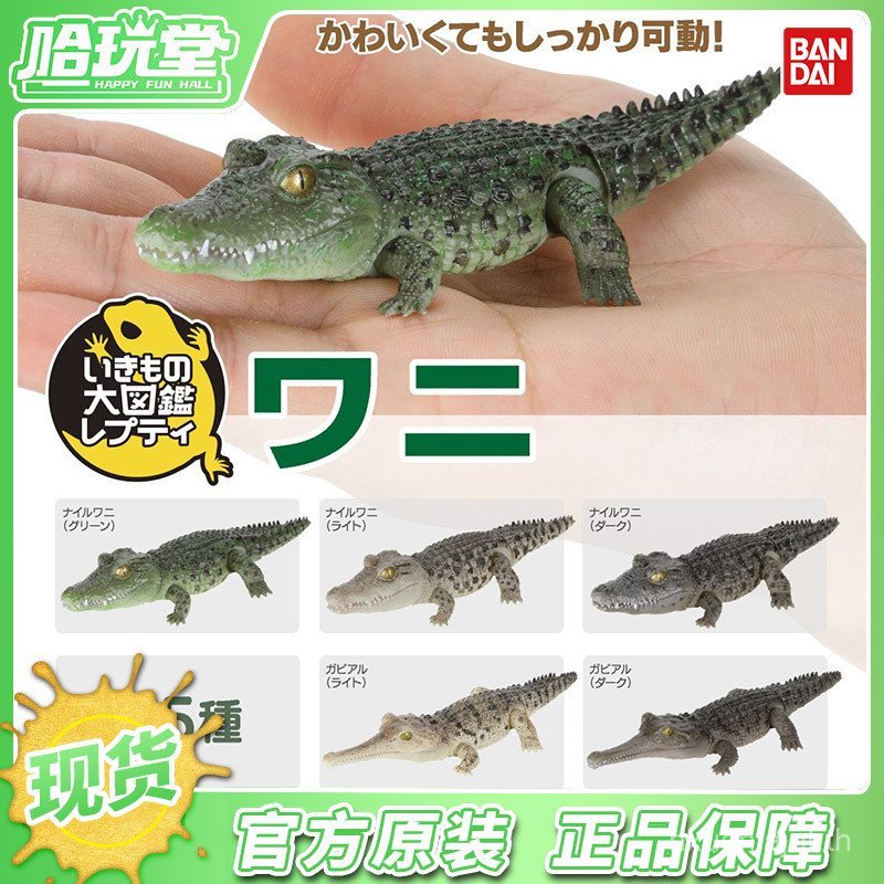 พร้อมสต็อก ของแท้ Biological Big Illustrated Book Capsule Toy Mini Nile Crocodile Gangesis Crocodile