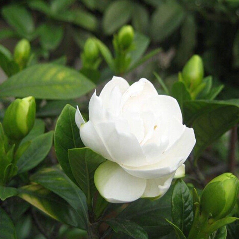 ปลูกท้องถิ่นดอกไม้หอมเมล็ดพุดสําหรับปลูก (10ชิ้น) พันธุ์ไม้ดอกเมล็ดพืชบอนไซ - รูปที่ 3