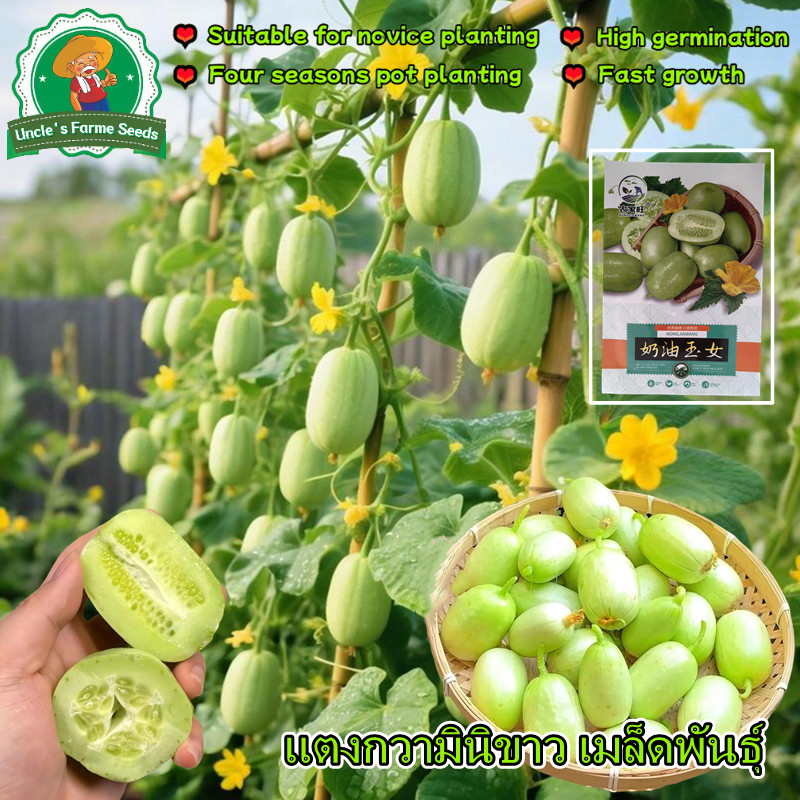 เมล็ดพันธุ์แตงกวาไขไก่ เมล็ดแตงกวามินิ 10เมล็ด แตงกวาจิ๋ว High Yield Jade Girl Mini Cucumber Seeds Vegetable Seeds - รูปที่ 2