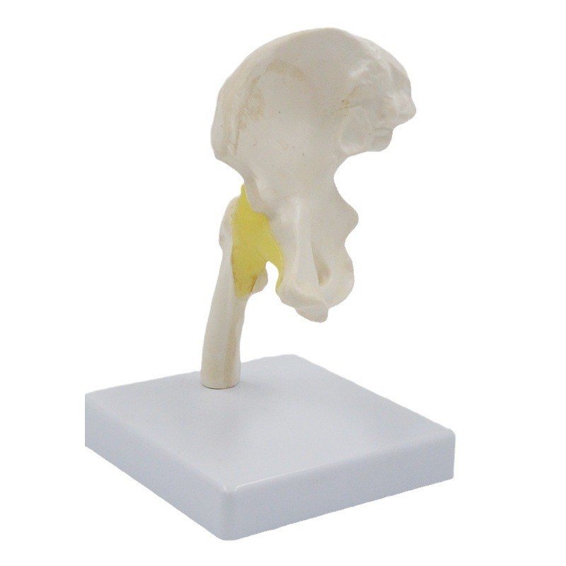 จัดส่งรวดเร็วSmall Hip Joint Model Rehabilitation Teas Ligament Pelvic Femur Medical ของขวัญส่งเสริม