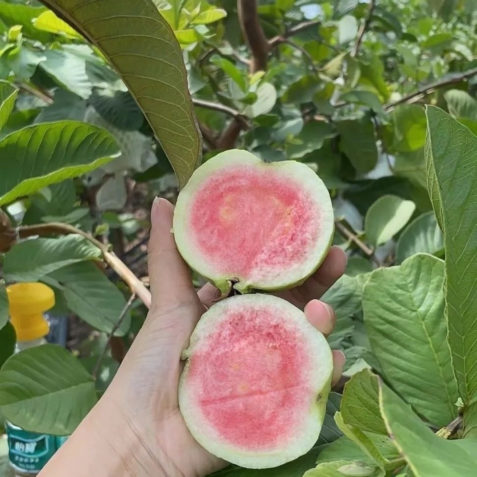 Guava Seeds for Planting 【50 เมล็ด】เมล็ดพันธุ์ฝรั่งแท้ ปลูกเป็นไม้ผลได้ ผลรสชาติดี ราคาคุ้มค่า
