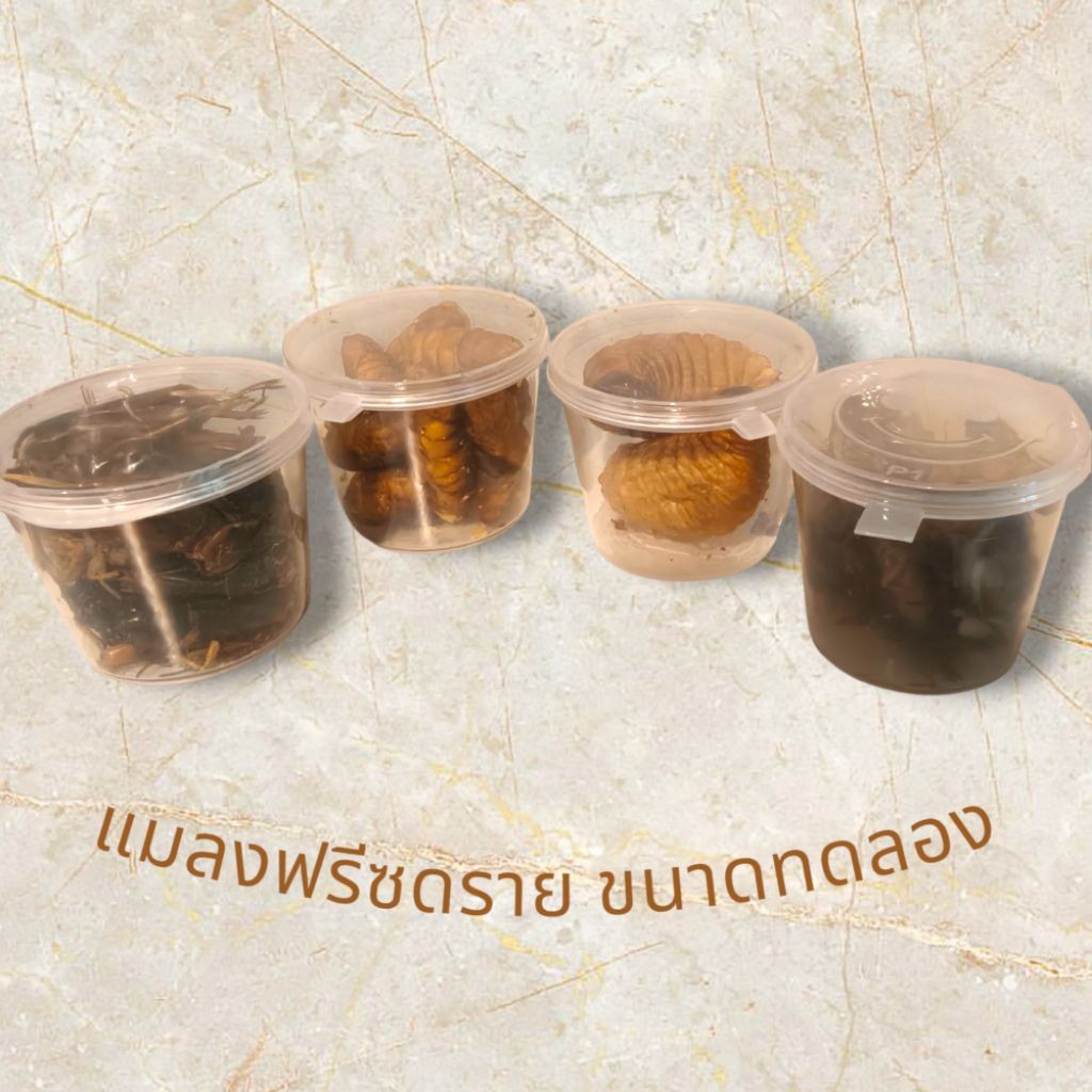 ( ขนาดทดลอง ) ด้วงสาคูฟรีซดราย สะดิ้งฟรีซดราย จิ้งหรีดฟรีซดราย ดักแด้ฟรีซดราย