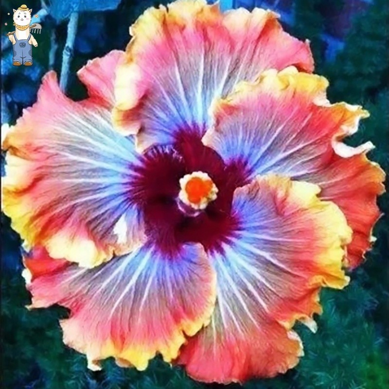 100 เมล็ด ดอกชบาฮาวาย สัญลักษณ์ของความรักที่เข้มแข็งและมั่นคง สายพันธุ์(Hibiscus Seeds)