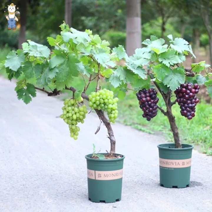 ไม้ผล 30 เมล็ด Grape Seeds for Planting องุ่น เมล็ดพันธุ์ให้ผลผลิตสูง การเก็บเกี่ยวง่าย ๆ