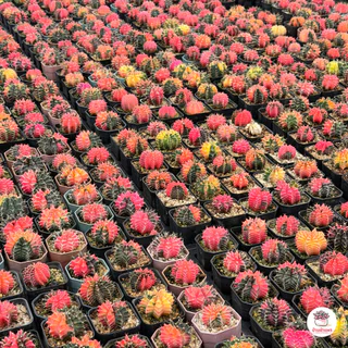 ยิมโนด่างหัวสี ไม้เมล็ด Gymnocalycium hybrid seedling แคคตัส กระบองเพชร cactus&succulent