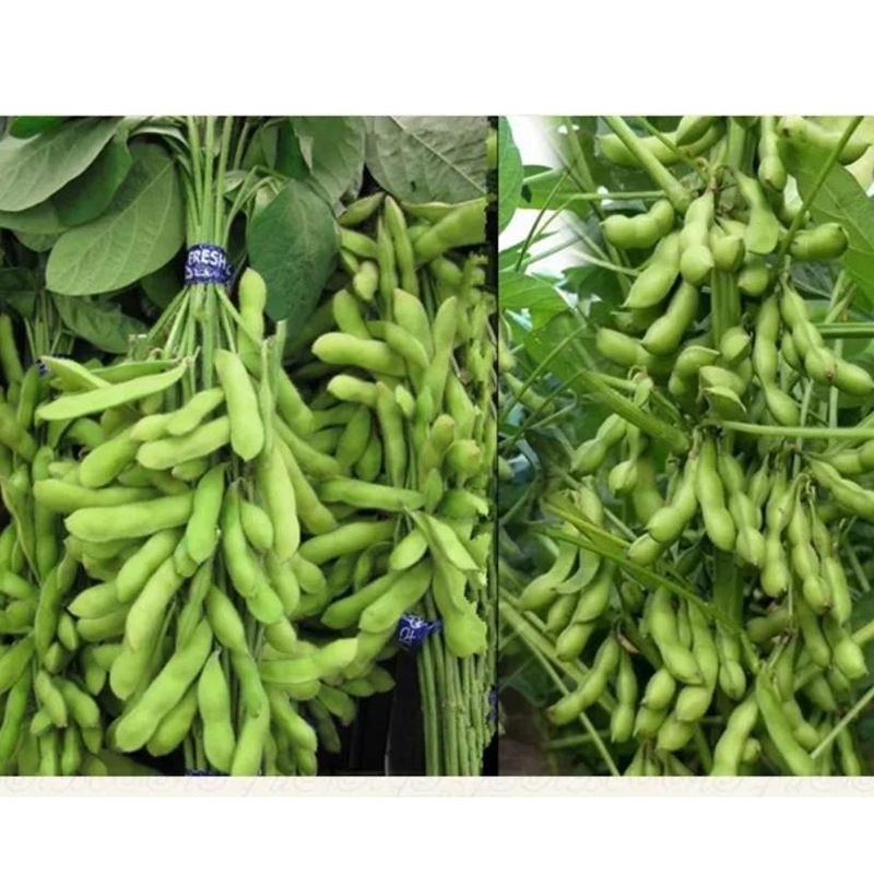 Green Soybean Edamame Seeds  ถั่วแระญี่ปุ่น บรรจุ 10 เมล็ด เมล็ดถั่วเหลืองเมล็ดพืชออร์แกนิกสำหรับการปลูก เมล็ดพันธุ์