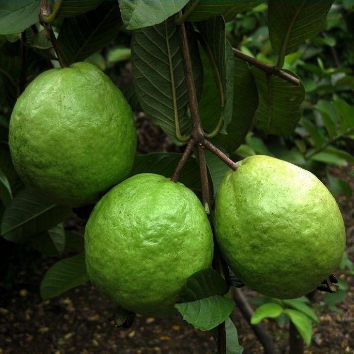 เมล็ดพันธุ์ ฝรั่ง เมล็ดฝรั่ง บรรจุ 50 เมล็ด (Guava Seeds for Planting)  Guava Tree Fruit Seeds ง่าย 