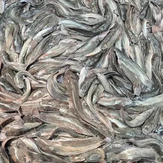 จุลินทรีย์การเลี้ยงปลาระบบหนาแน่น จุลินทรีย์ไบโอฟลอค Biofloc