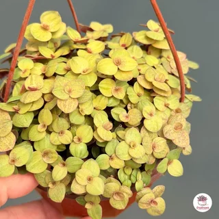 ริบบิ้นชาลีสีทอง Callisia repens ไม้อวบน้ำ กุหลาบหิน cactus&succulentหลากหลายสายพันธุ์