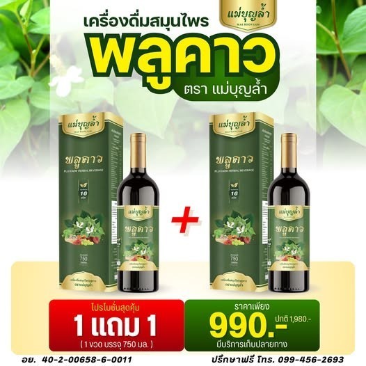 [โปร1แถม1]พลูคาวแม่บุญล้ำ เครื่องดื่มน้ำสมุนไพร
