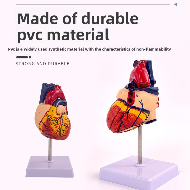 Human Natural Large Heart Anatomy Model with 34 Landmarks สําหรับ Ultrasound และ Color Doppler Medic