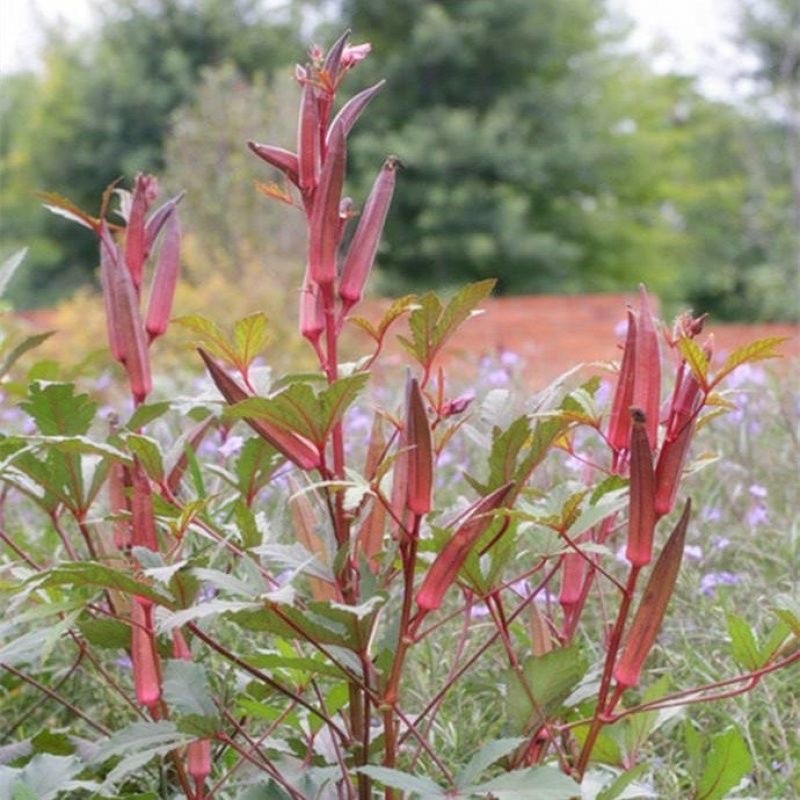 Red Okra Seeds  เมล็ดพันธุ์กระเจี๊ยบฝักแดง 20 เมล็ด - อัตรางอกสูง ปลูกง่าย - รูปที่ 4