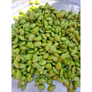 โปรสะตอแกะเม็ด 300 กรัม