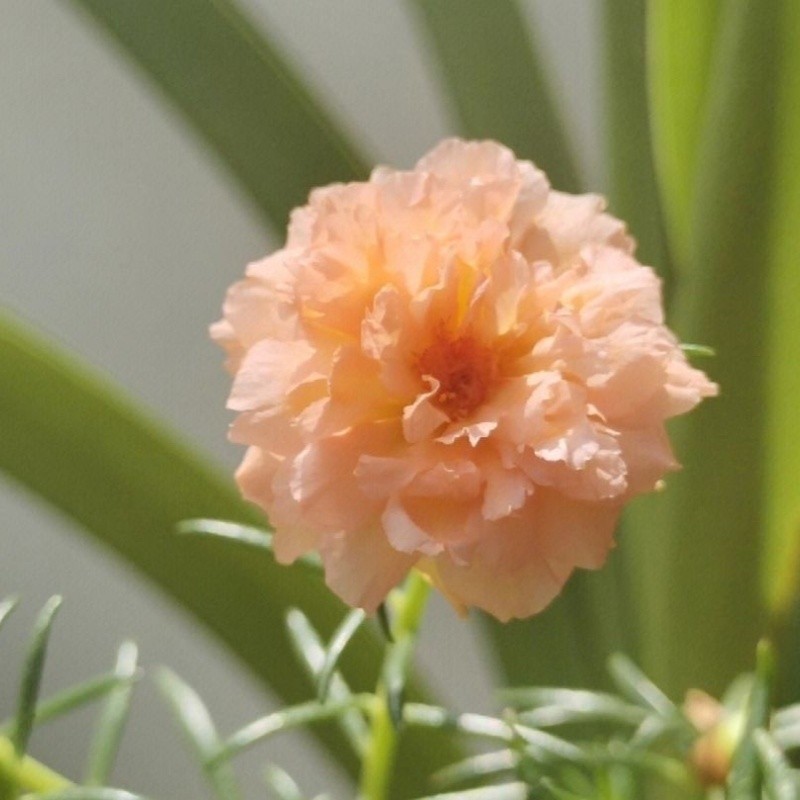 ไม้ดอก 200 เมล็ด Portulaca Seedดอกคุณนายตื่นสายซ้อน ไม้ประดับภูมิสถาปัตยกรรม ผลผลิตสูงคุณภาพดีผลผลิตสูง - รูปที่ 3