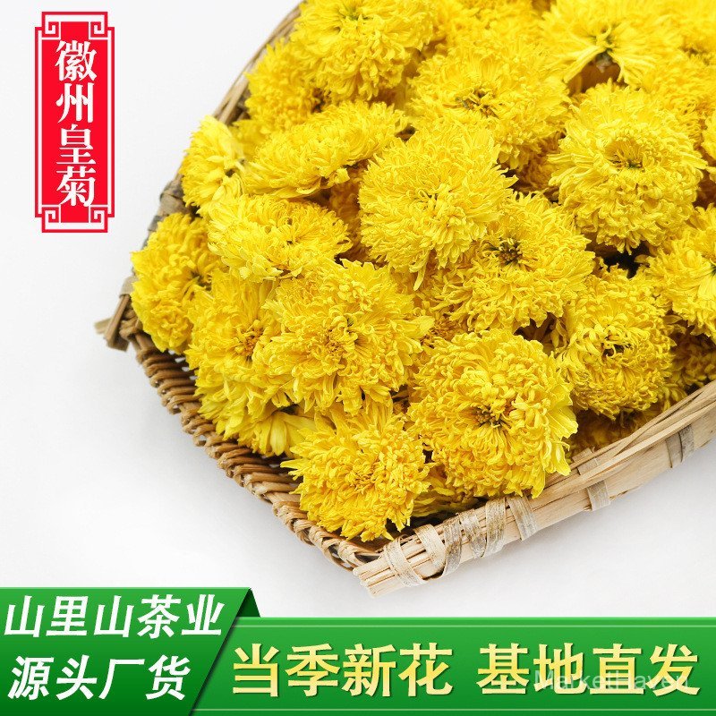 Huangshan Huizhou Huangju ขายส่งชาดอกเบญจมาศเครื่องปั้นดินเผาจํานวนมากดอกเบญจมาศ Yuanhuang Chrysanth