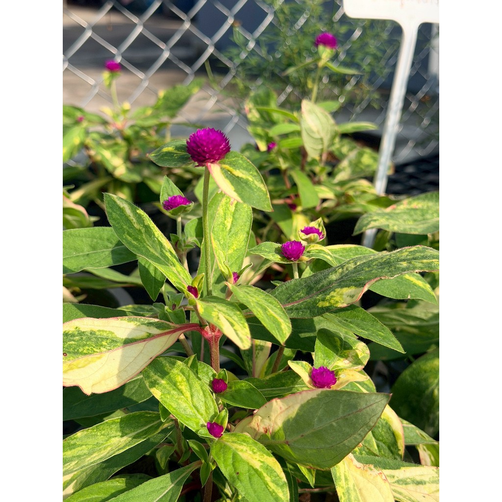 มุมมอง 6