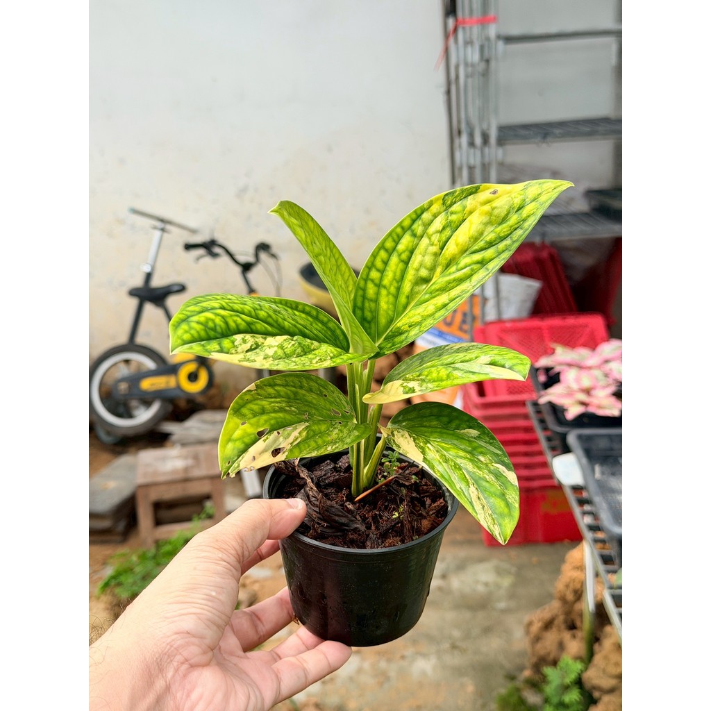 มุมมอง 3