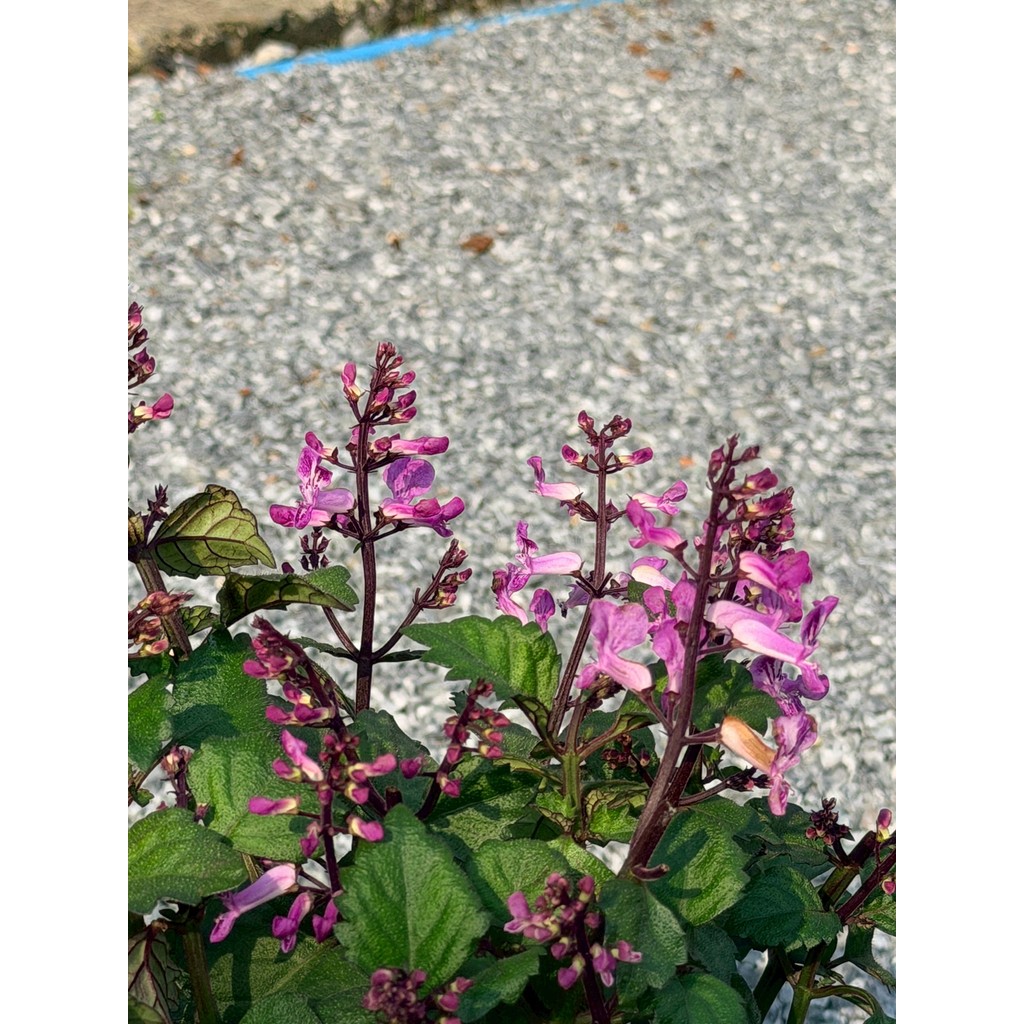 มุมมอง 3