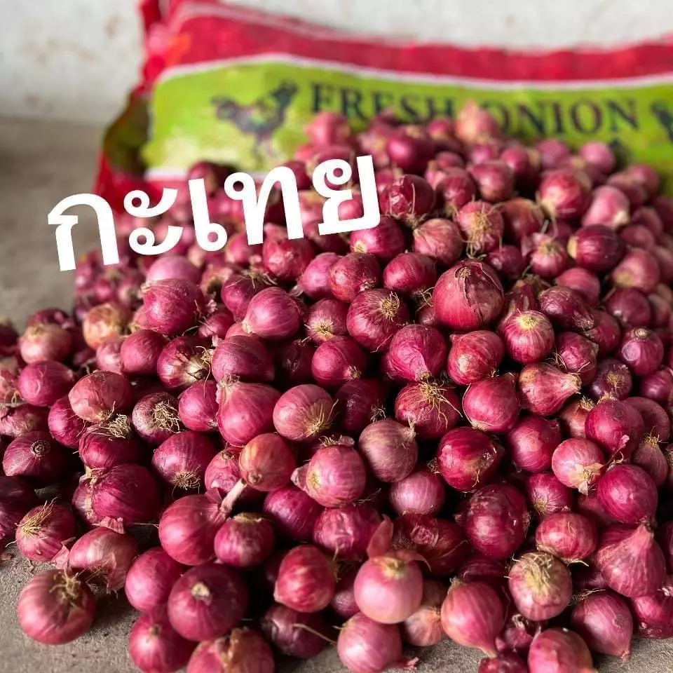 แขกแดงเล็ก ( ไบรารี่ ) ขนาด 8-9 กิโลกรัม