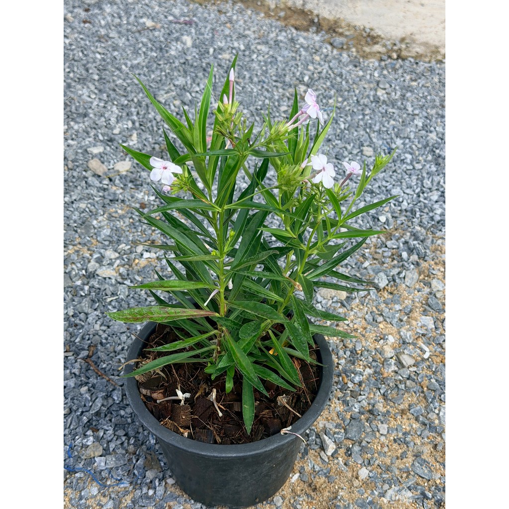 มุมมอง 4