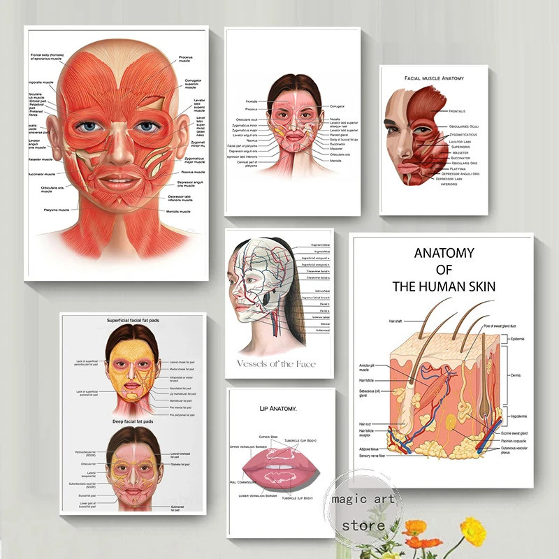 Face Anatomy,The Human Skin,lip ,ผม Anatomy กล้ามเนื้อรายละเอียด Medical Art โปสเตอร์ผ้าใบภาพวาด Wall พิมพ์ภาพตกแต่งบ้าน