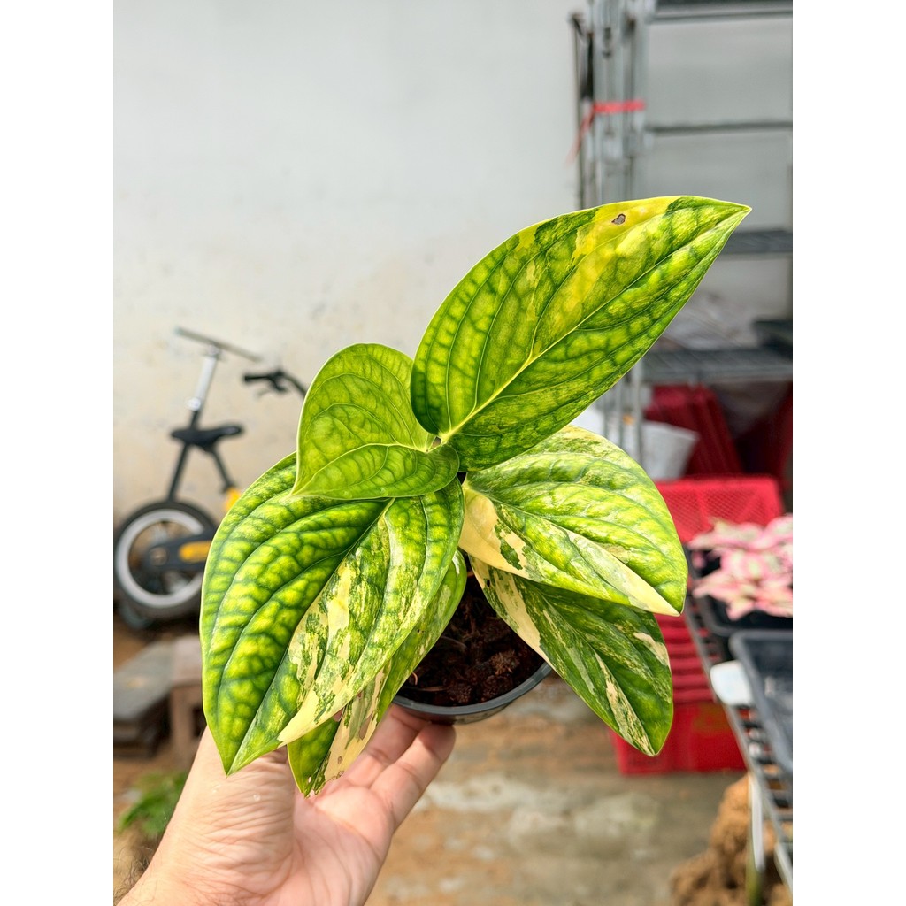 มุมมอง 2