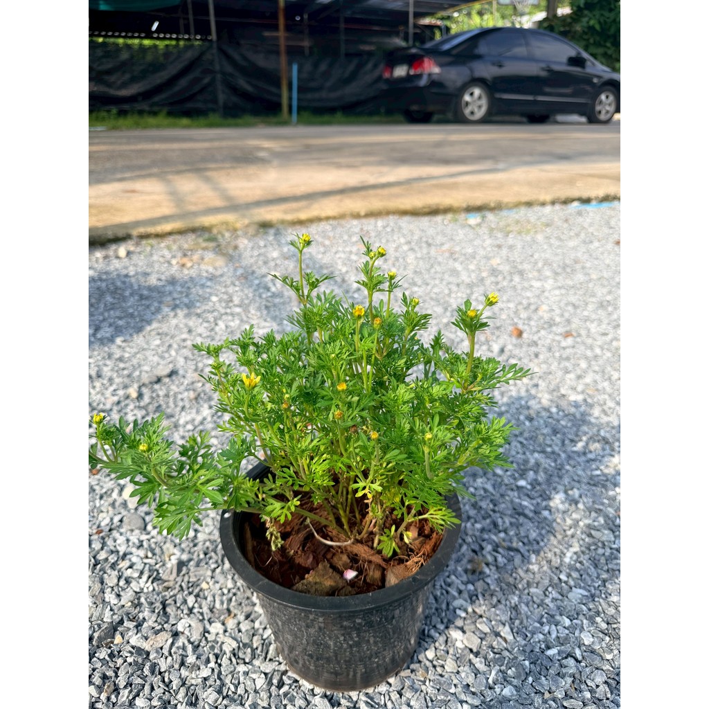 มุมมอง 6