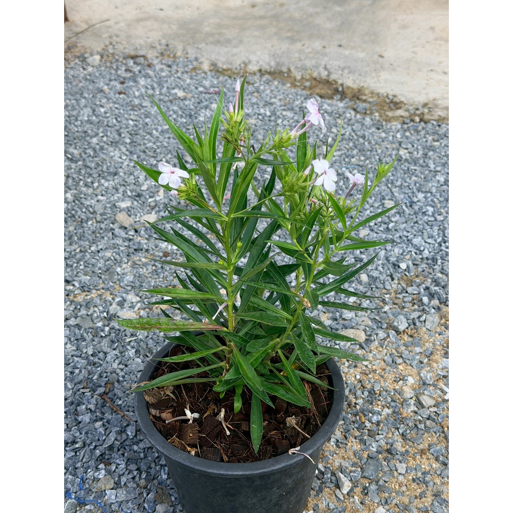 มุมมอง 5