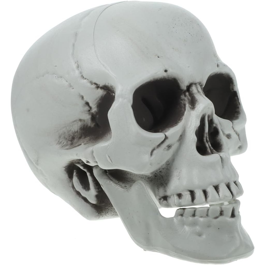 Table Top Skeleton Skull Head Model Life Size สําหรับ Halloween Decor 8.6 x 6.2 นิ้ว