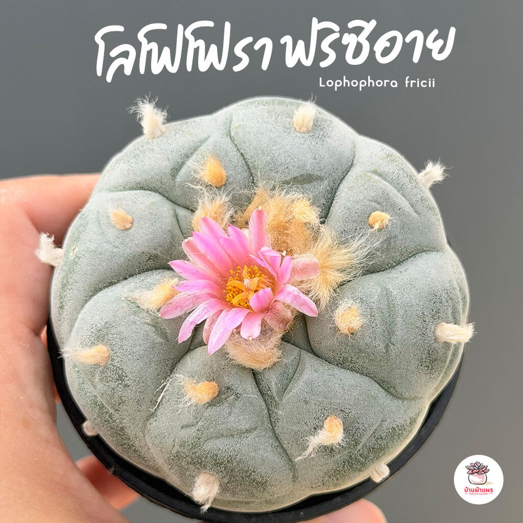โลโฟโฟรา ฟริซิอาย Lophophora fricii กระบองเพชร แคคตัส Cactus cactus&succulentหลากหลายสายพันธุ์
