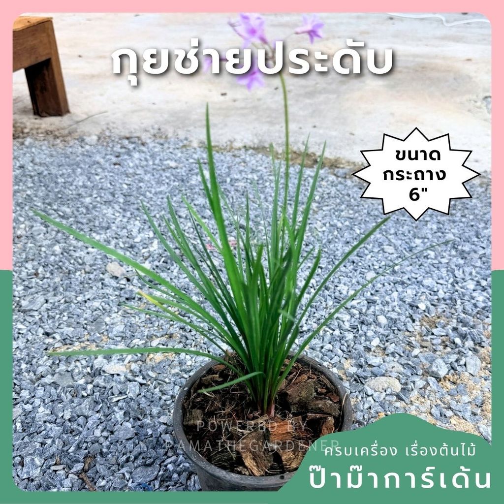 กุยช่ายประดับ 6 นิ้ว (Ornamental Garlic Chives)